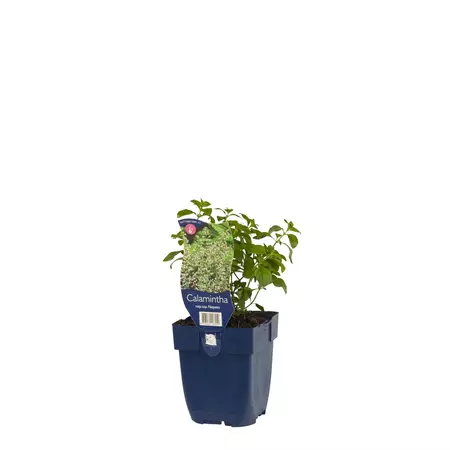 Calamintha nepeta ssp. Nepeta