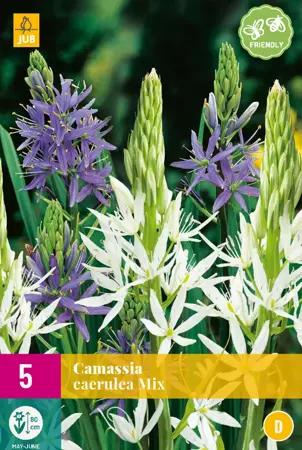 Camassia leichtlinii Mix