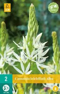 Camassia leichtlinii Alba