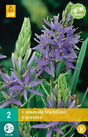 Camassia leichtlinii Caerulea