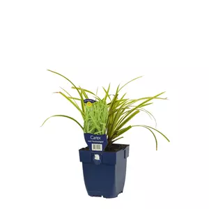 Carex morrowi 'Aureovariegata'