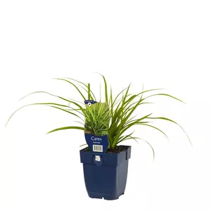 Carex morrowii