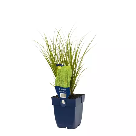 Carex 'Phoenix Green'