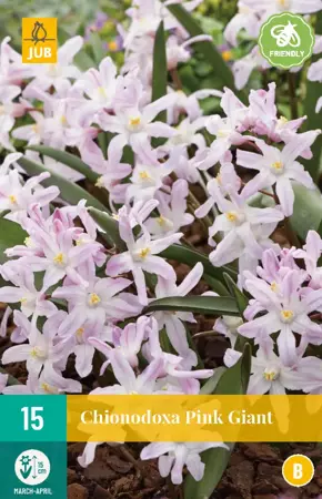 Chionodoxa Pink Giant