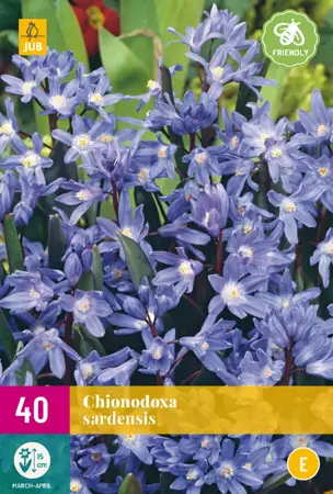 Chionodoxa sardensis