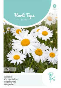 Chrysanthemum, Margriet May Queen