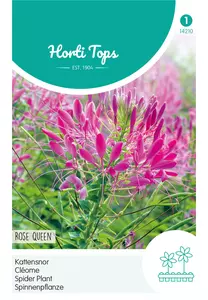 Cleome, Kattensnor Rose Queen