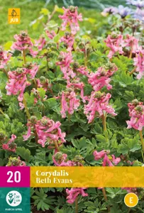 Corydalis Beth Evans