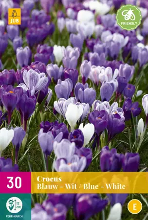 Crocus Blauw-Wit