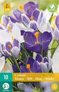 Crocus Blauw-Wit