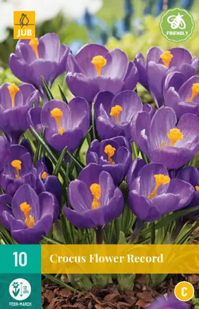 Crocus Flower Record