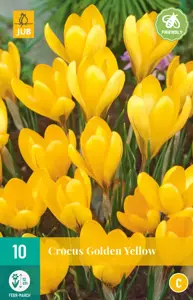 Crocus Golden Yellow