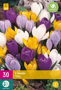 Crocus Grootbloemig Mix