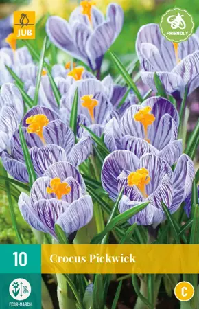 Crocus Pickwick