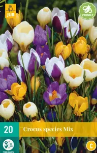 Crocus species Mix