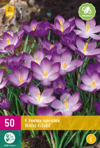 Crocus species Ruby Giant