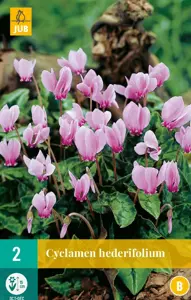 Cyclamen hederifolium