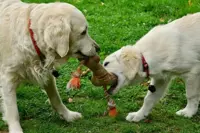 Dieren