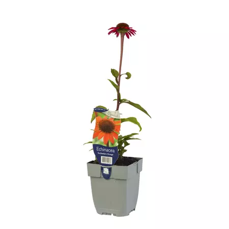 Echinacea SunSeekers Orange