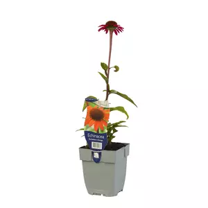 Echinacea SunSeekers Orange
