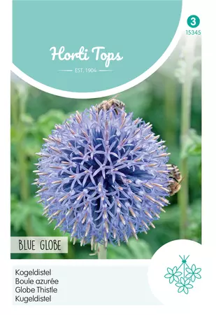 Echinops, Kogeldistel Blue Globe