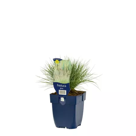 Festuca glauca