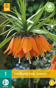 Fritillaria imp. Aurora