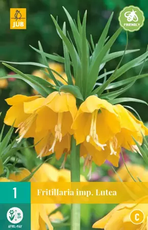 Fritillaria imp. Lutea