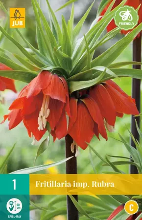 Fritillaria imp. Rubra