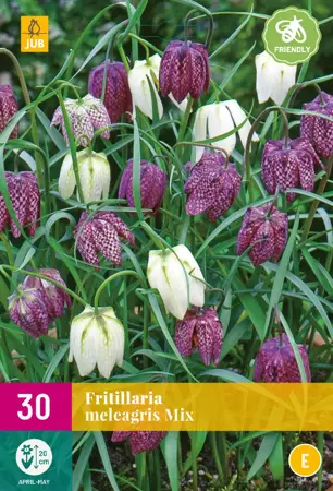 Fritillaria meleagris Mix