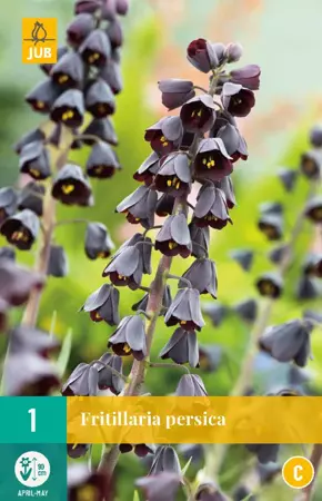 Fritillaria persica