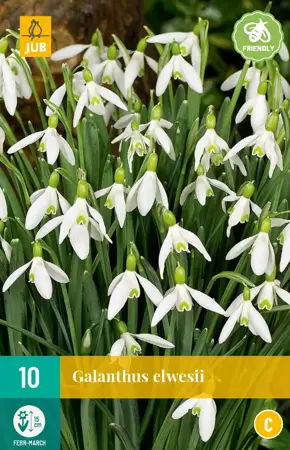 Galanthus elwesii