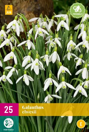 Galanthus elwesii