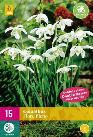 Galanthus Flore Pleno