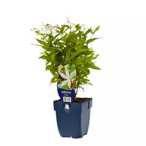 Gillenia trifoliata