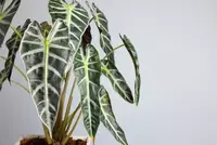 Groenblijvende kamerplanten
