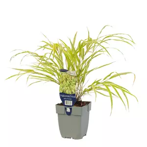 Hakonechloa macra 'Aureola'