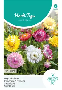 Helichrysum, lage Strobloem Tom Thumb