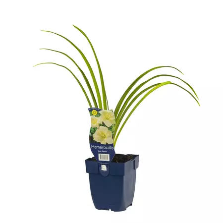 Hemerocallis 'Joan Senior'