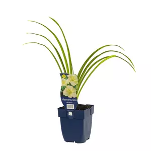 Hemerocallis 'Joan Senior'