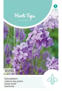 Hesperis, Damastbloem Violet