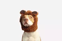 Honden