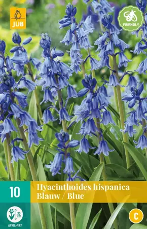 Hyacinthoides hisp. Blauw