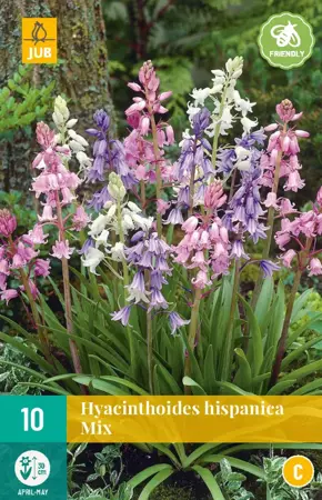 Hyacinthoides hisp. Mix