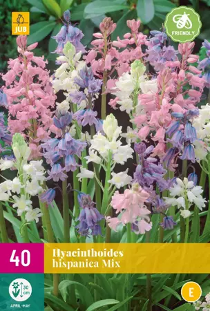 Hyacinthoides hispanica Mix