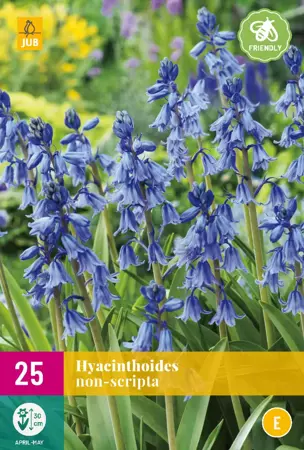 Hyacinthoides non-scripta