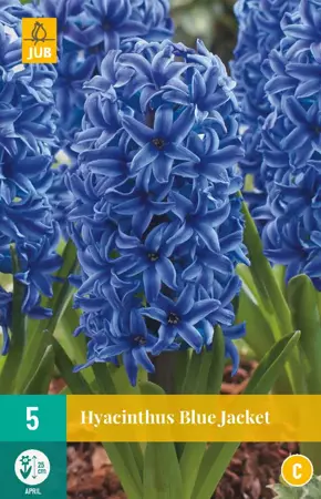 Hyacinthus Blue Jacket