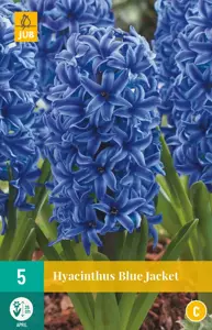 Hyacinthus Blue Jacket