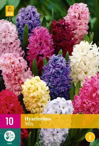 Hyacinthus Mix