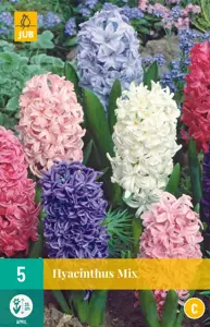 Hyacinthus Mix